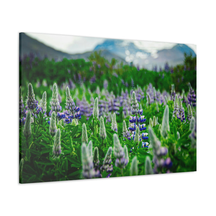 Glowing Lupin with Mountains - Canvas