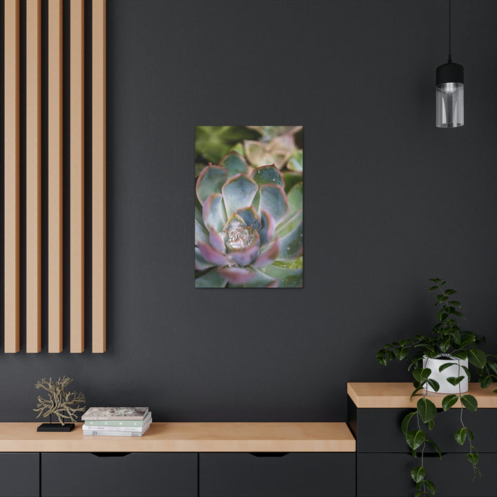 Stunning Succulent - Canvas