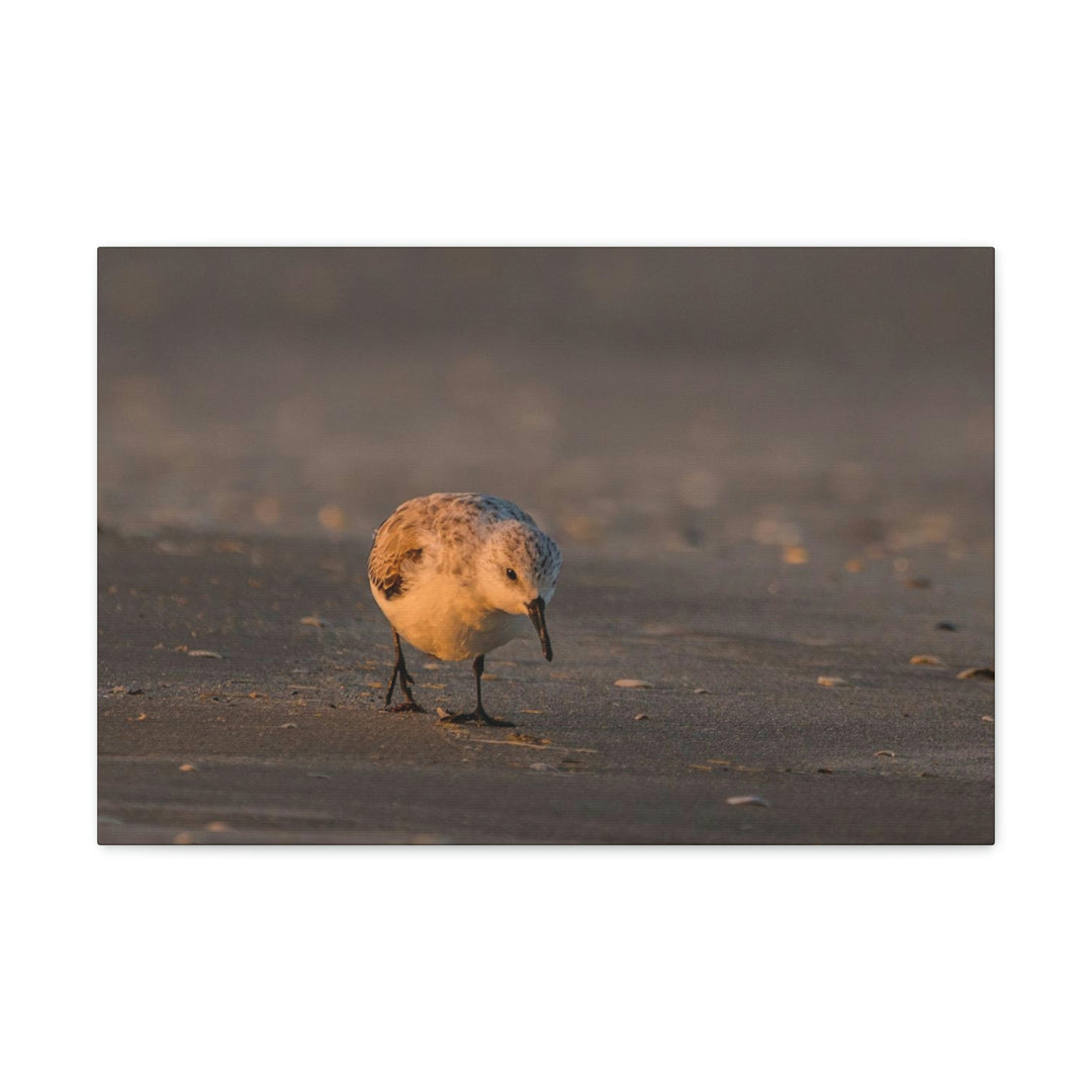 Feeding Sanderling - Canvas