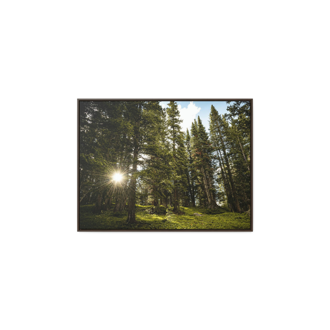 Forest Light - Canvas with Frame