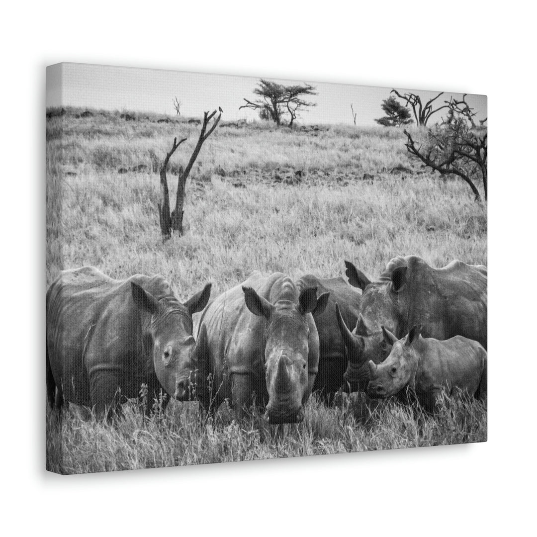 Rhino Family in Black and White - Canvas