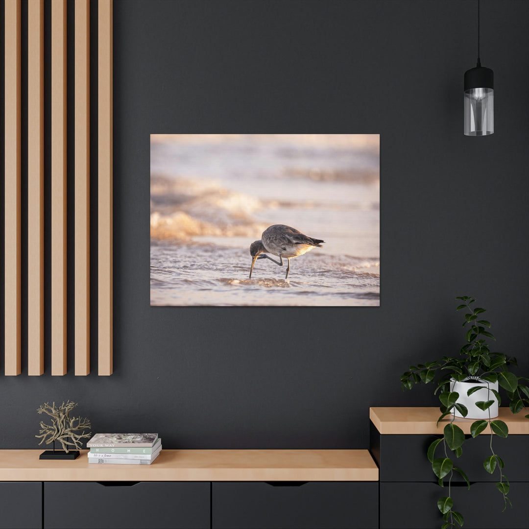 Willet Itch - Canvas