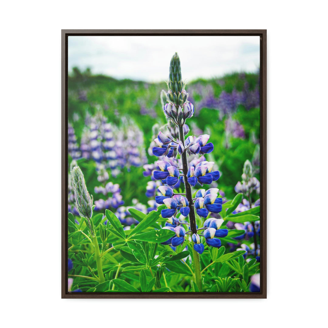 Glowing Lupin - Canvas with Frame