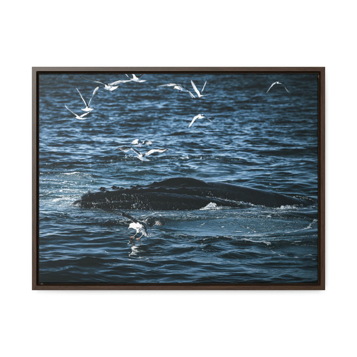 Humpback Hello - Canvas with Frame