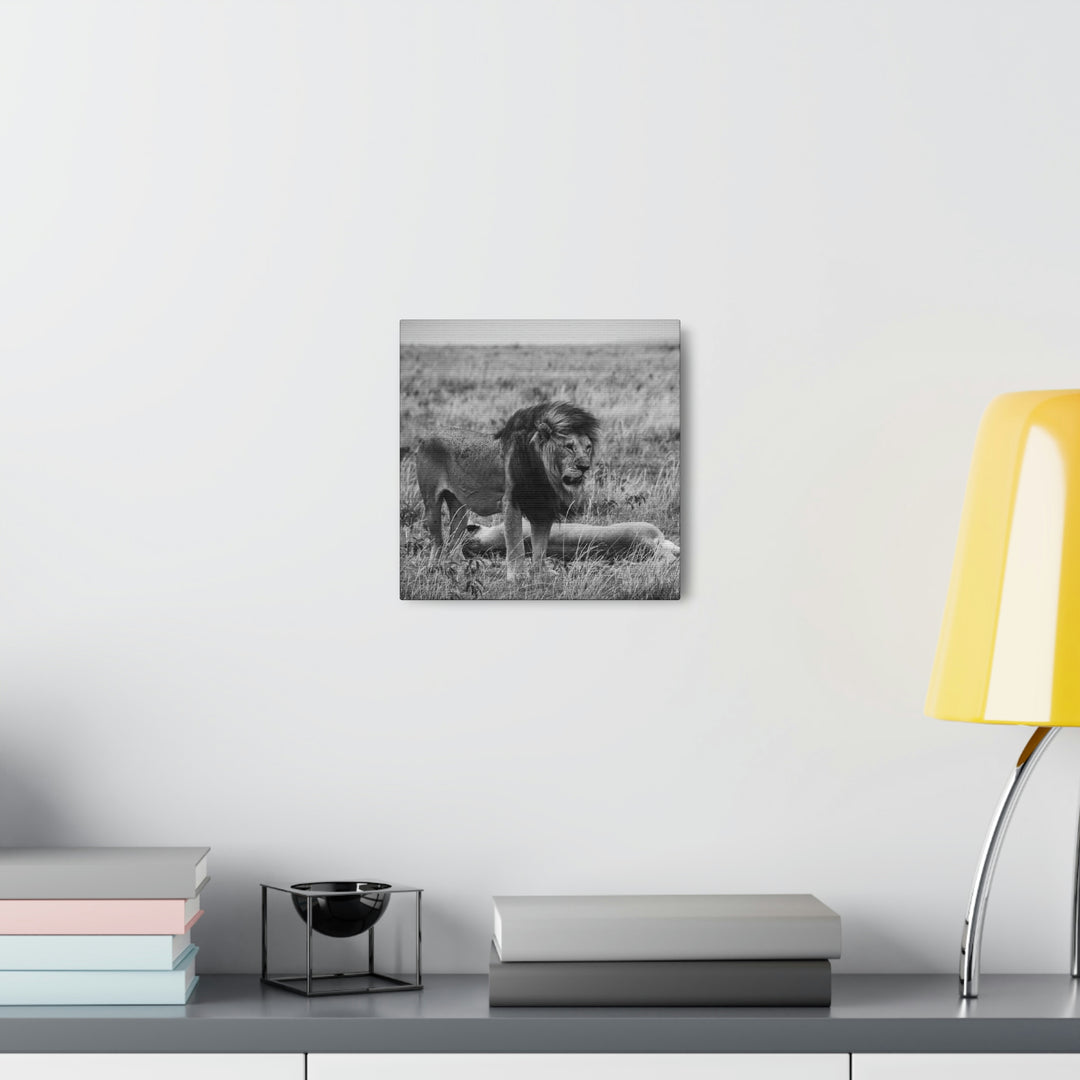 Mating Lions in Black and White - Canvas