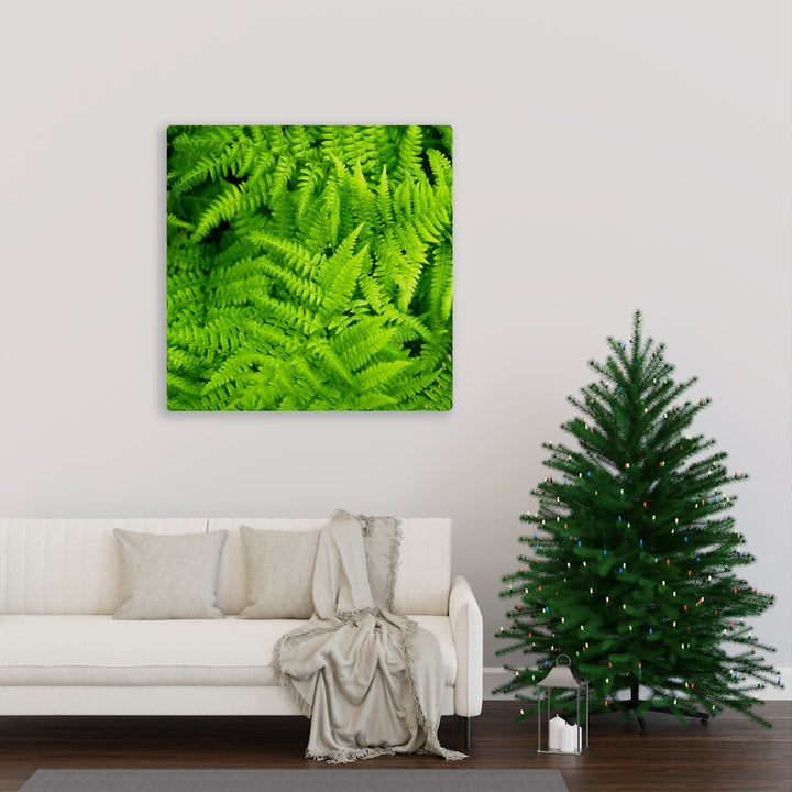 Ferns, Ferns, Ferns - Canvas