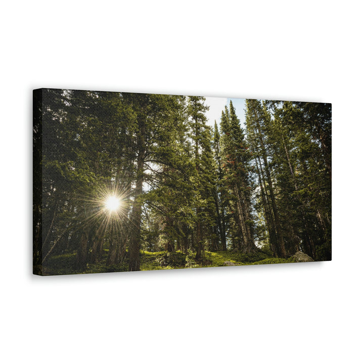 Forest Light - Canvas