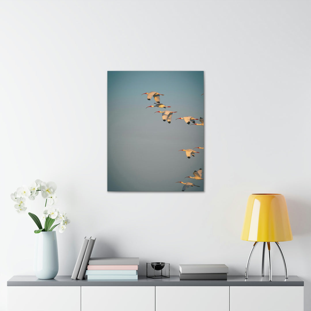 White Ibis in Flight - Canvas