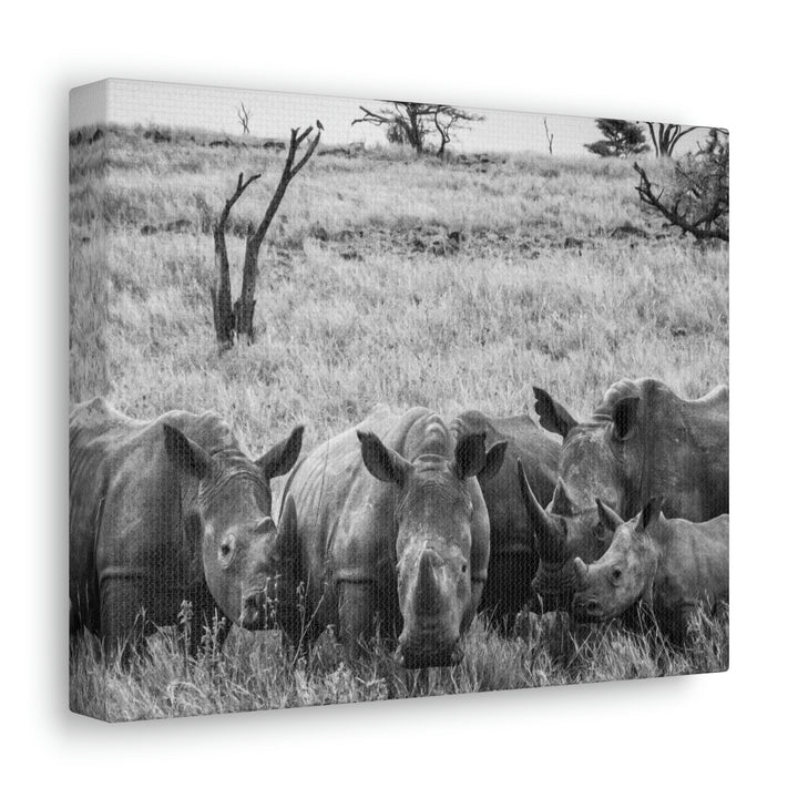 Rhino Family in Black and White - Canvas