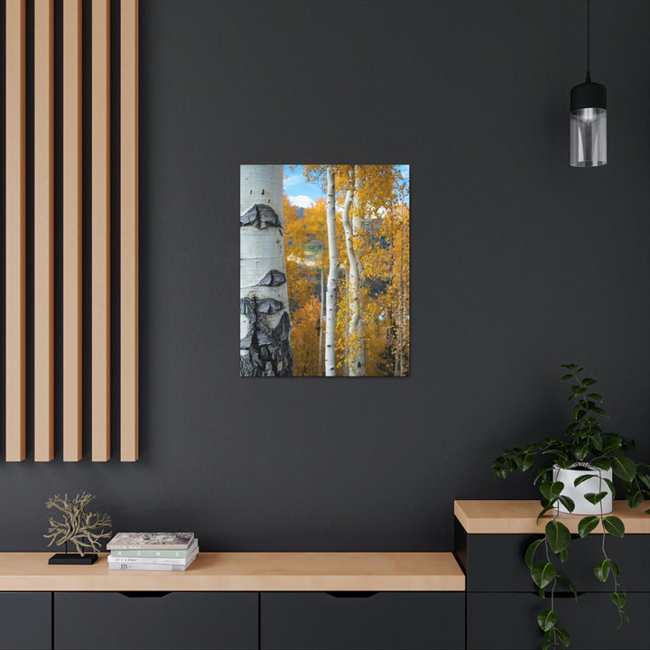 Aspens Changing - Canvas