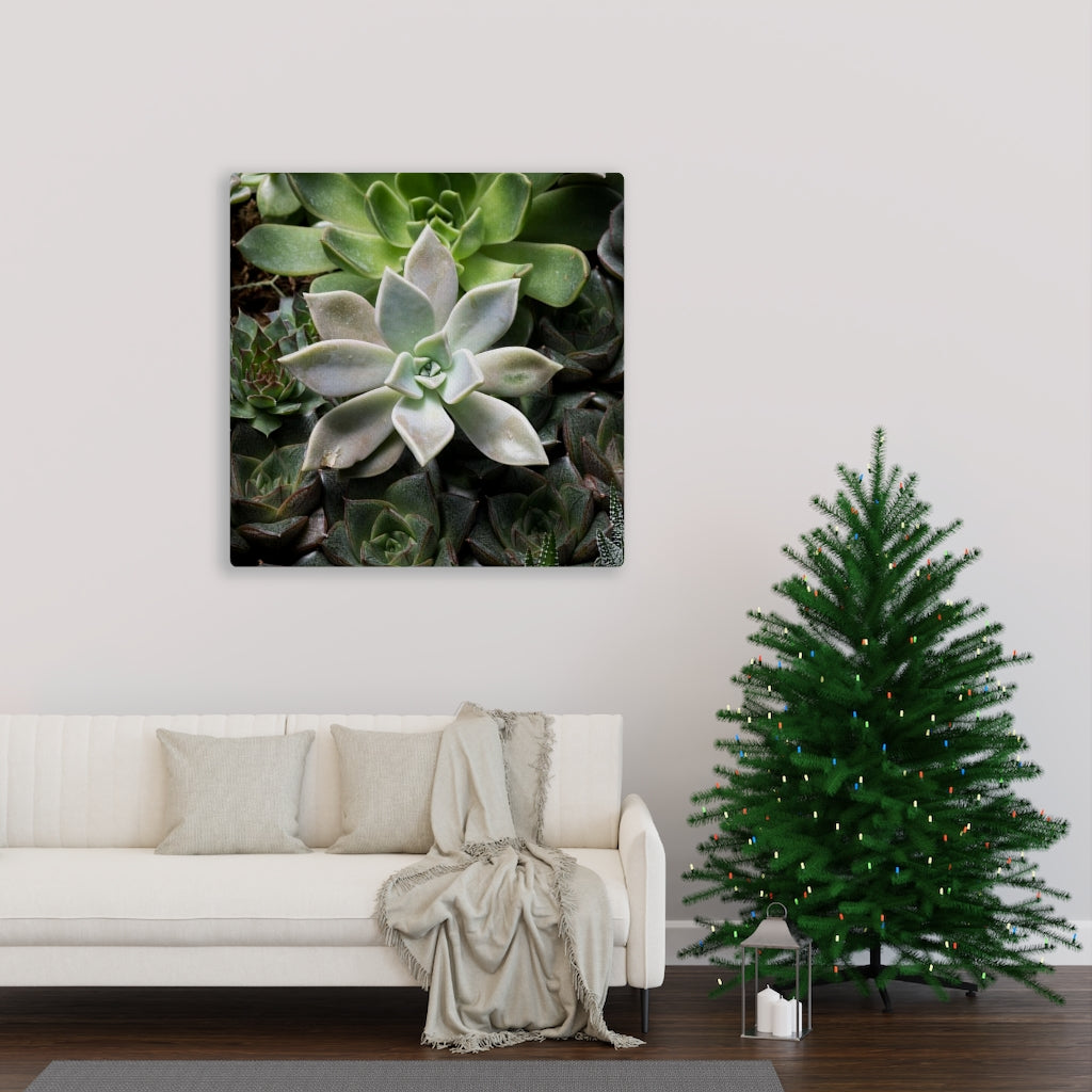 Succulent - Array - Canvas