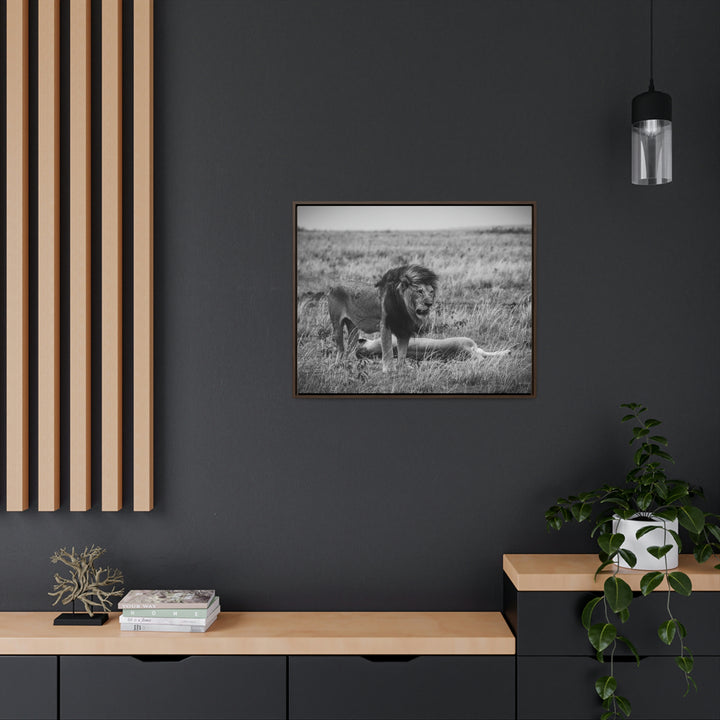 Mating Lions in Black and White - Canvas with Frame