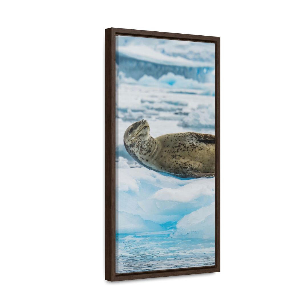 Leopard Seal Relaxing - Canvas with Frame