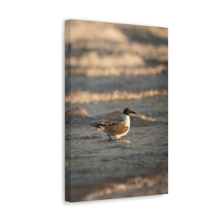 Laughing Gull in the Surf - Canvas