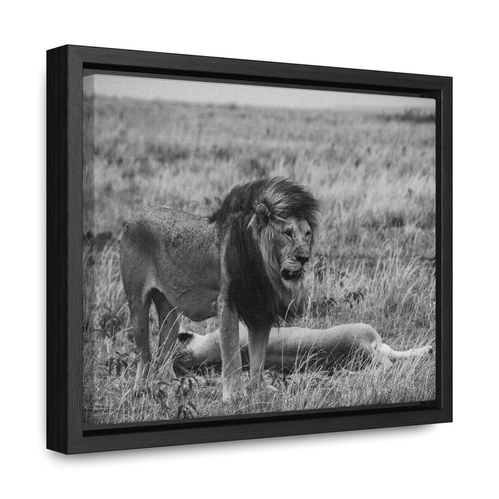 Mating Lions in Black and White - Canvas with Frame