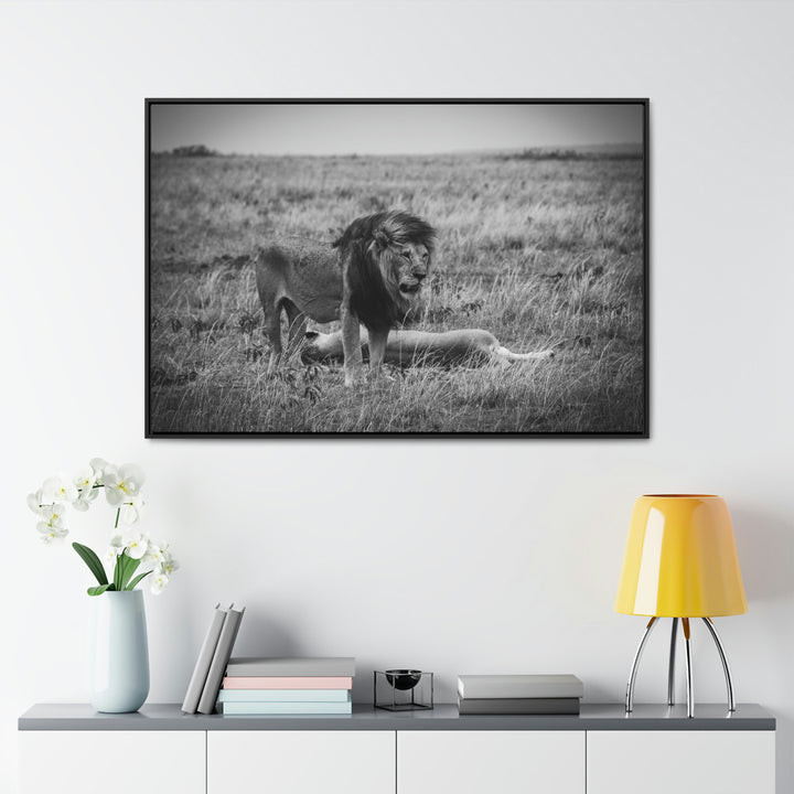 Mating Lions in Black and White - Canvas with Frame