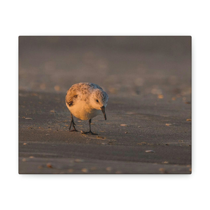 Feeding Sanderling - Canvas