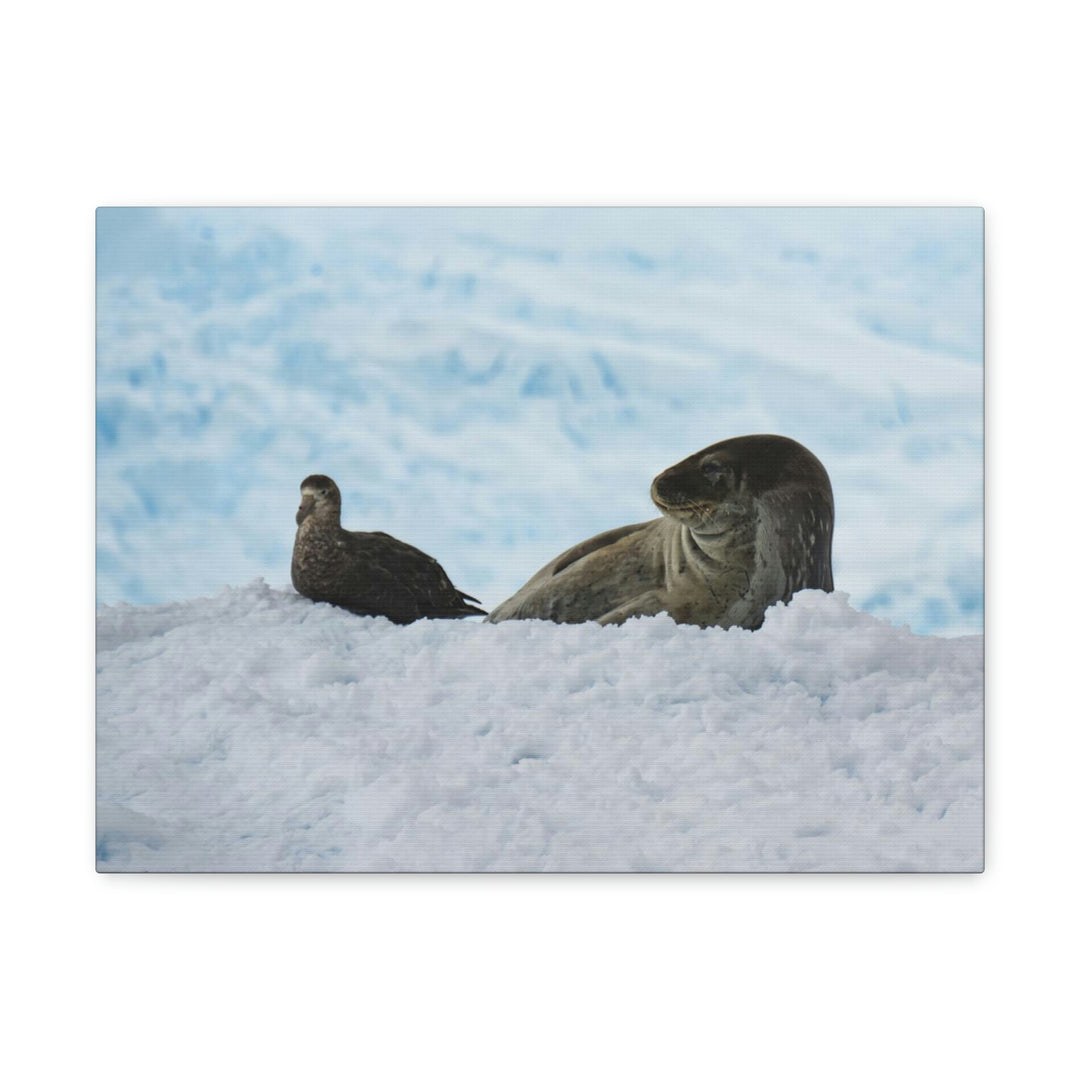 A Resting Pair - Canvas