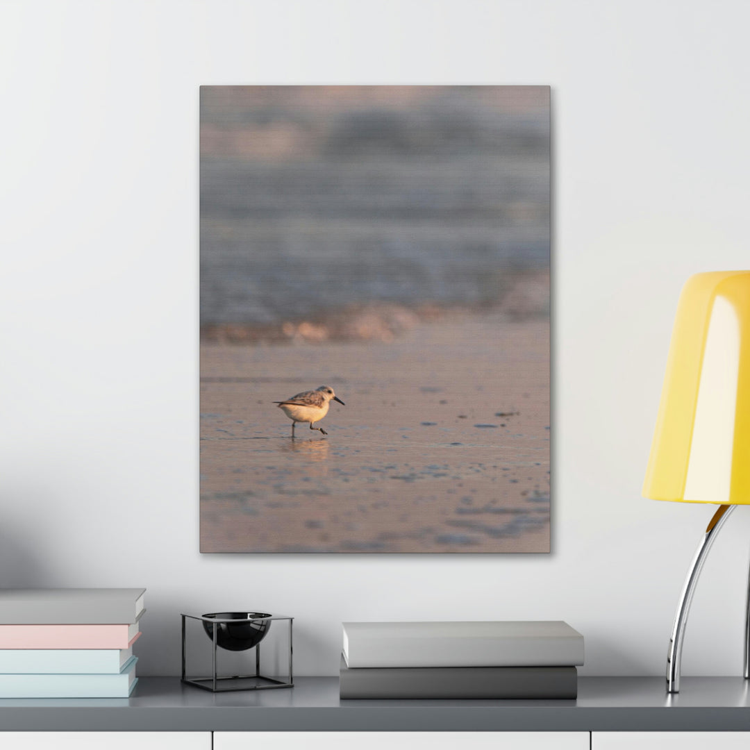 Sanderling in Soft Dusk Light - Canvas