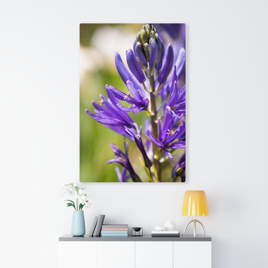 Camas in Bloom - Canvas