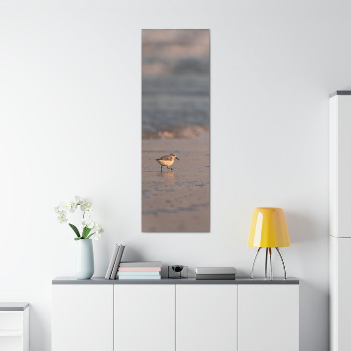 Sanderling in Soft Dusk Light - Canvas