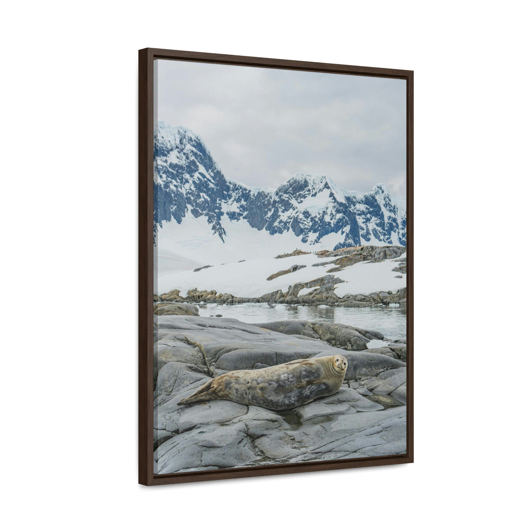 Weddell Relaxing - Canvas with Frame