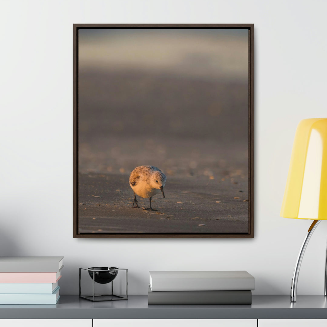 Feeding Sanderling - Canvas with Frame