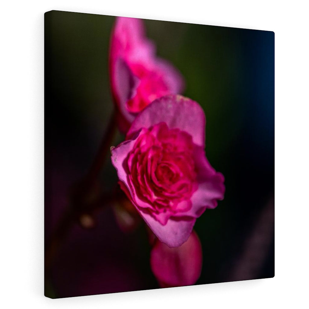 Hybrid Tea Lily - Canvas