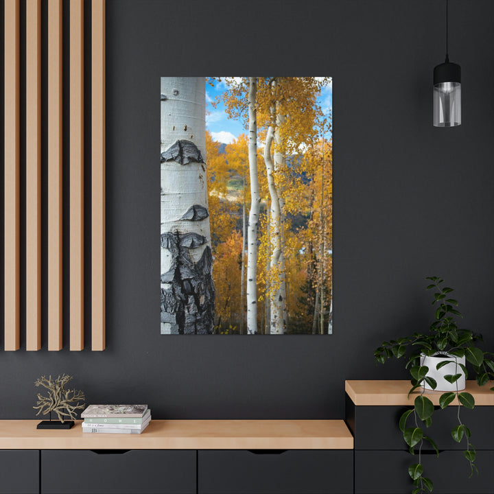 Aspens Changing - Canvas