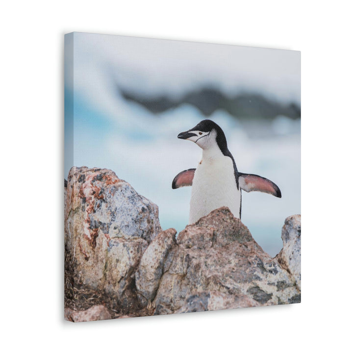 Stretched Penguin - Canvas