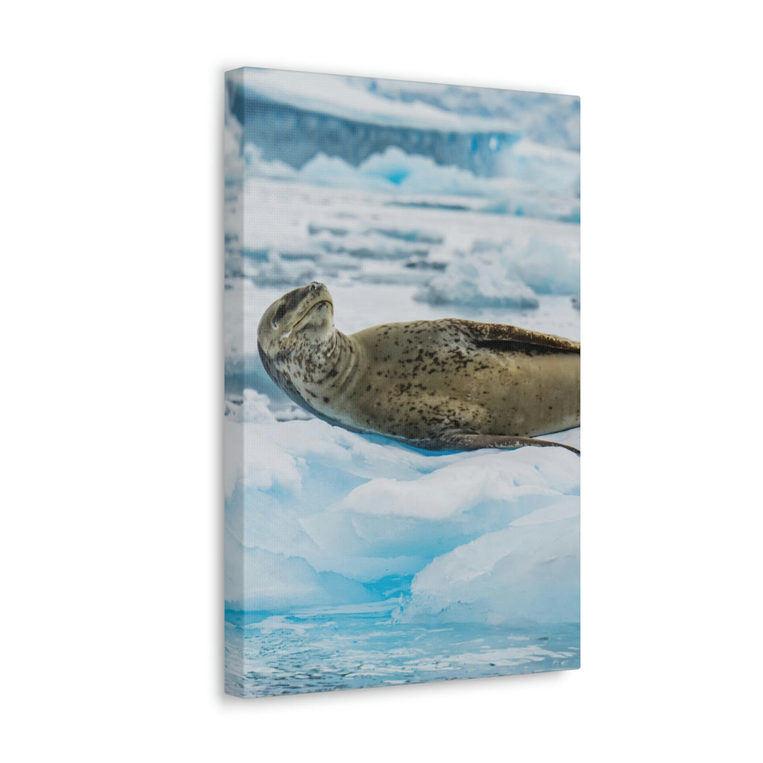 Leopard Seal Relaxing - Canvas