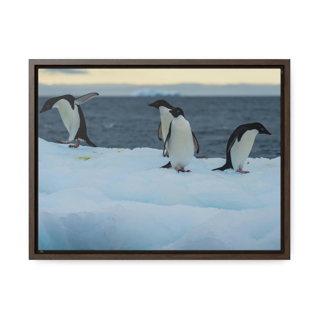 Penguin Dance - Canvas with Frame