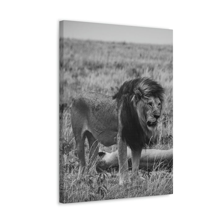 Mating Lions in Black and White - Canvas