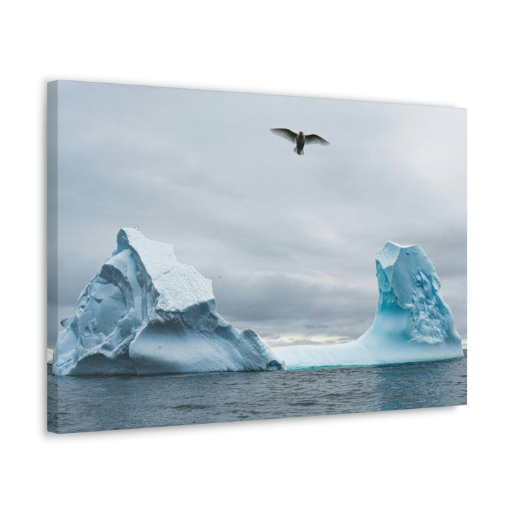 Antarctic Flight - Canvas