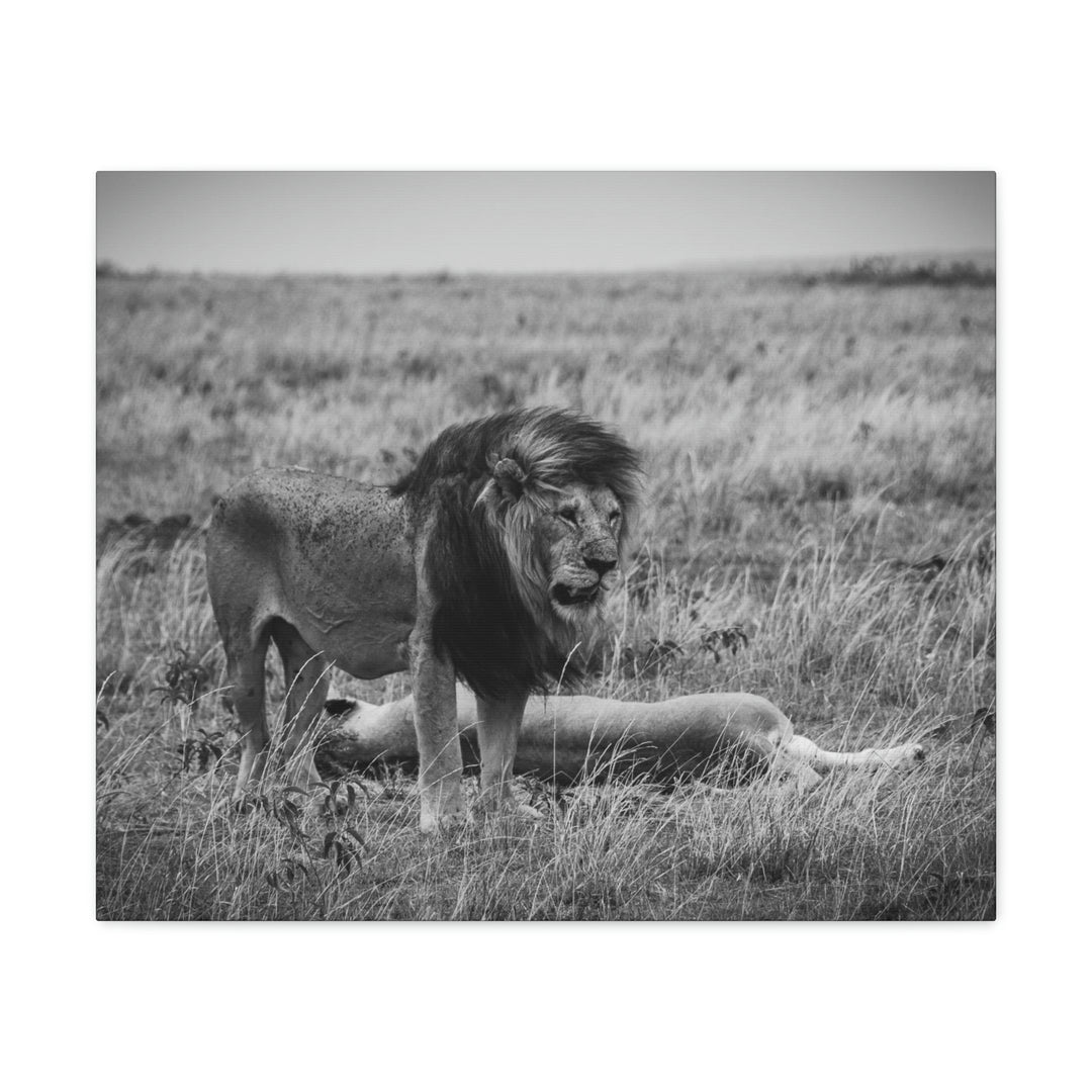 Mating Lions in Black and White - Canvas