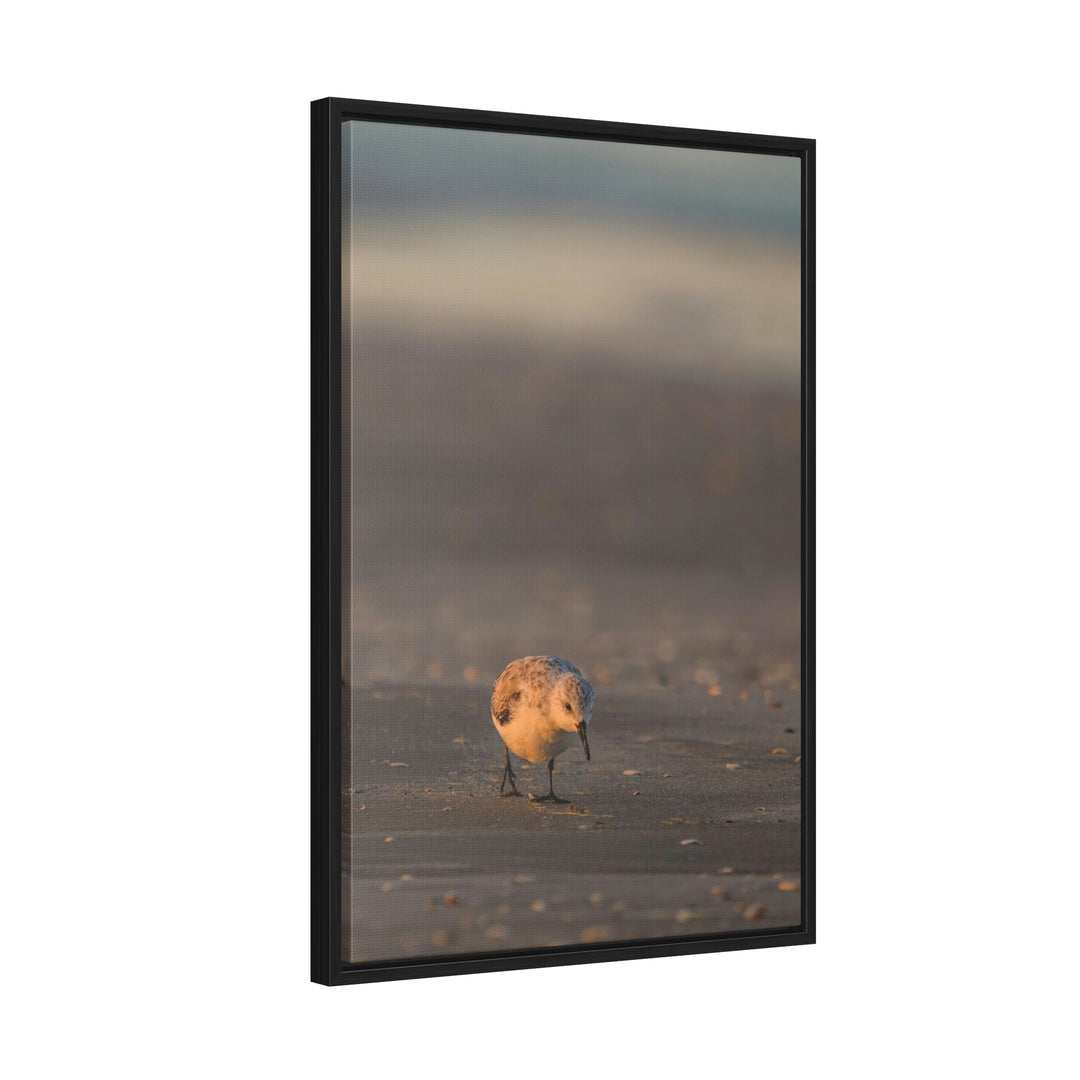 Feeding Sanderling - Canvas with Frame