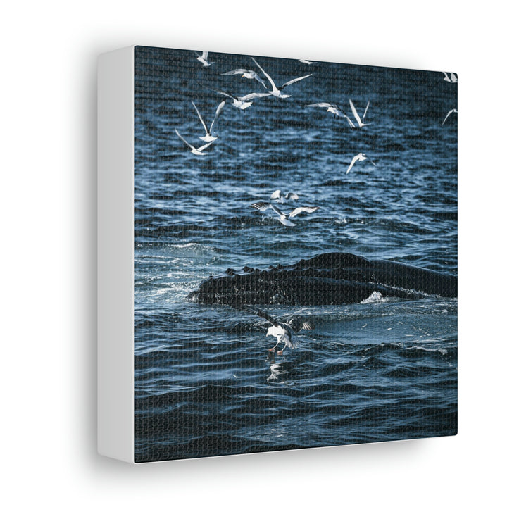 Humpback Hello - Canvas