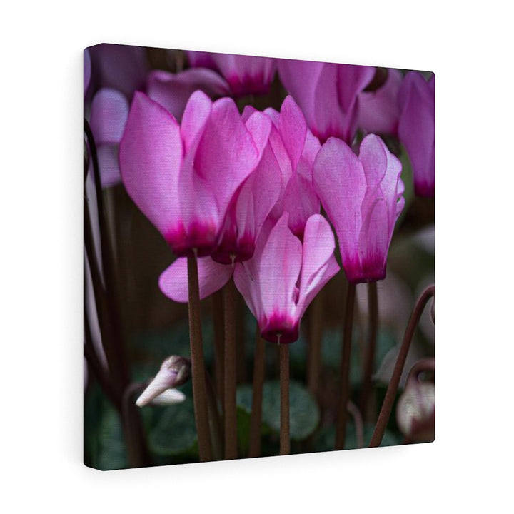 Cyclamen Reach - Canvas