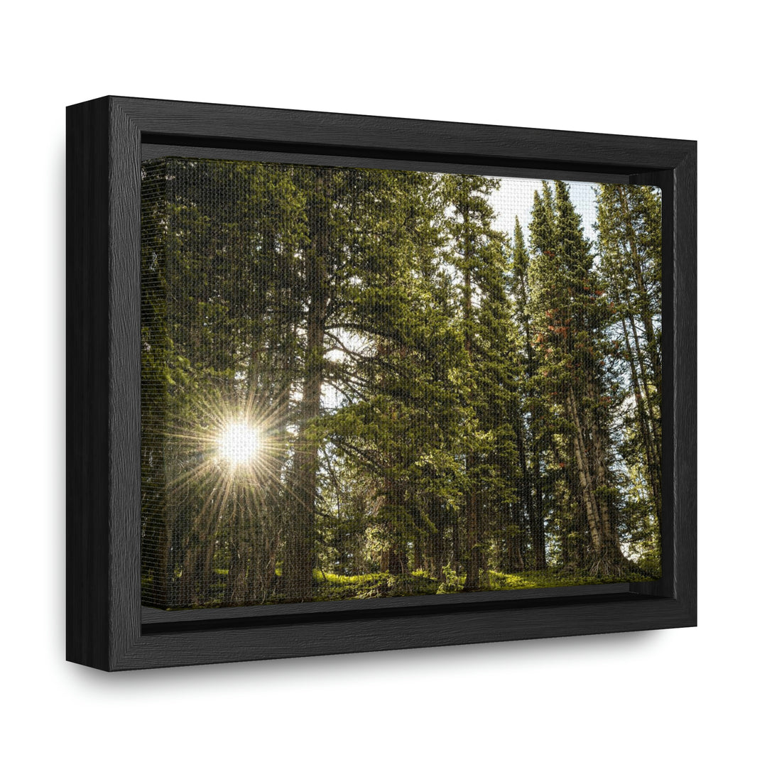 Forest Light - Canvas with Frame