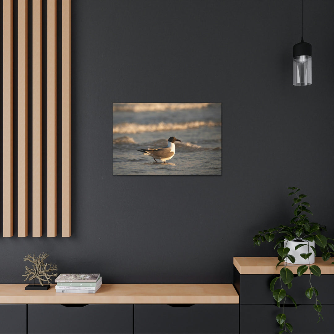 Laughing Gull in the Surf - Canvas