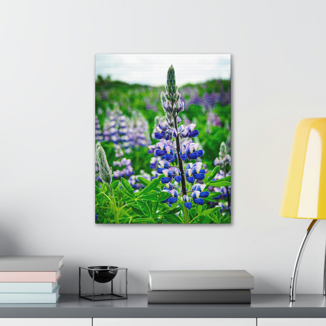 Glowing Lupin - Canvas