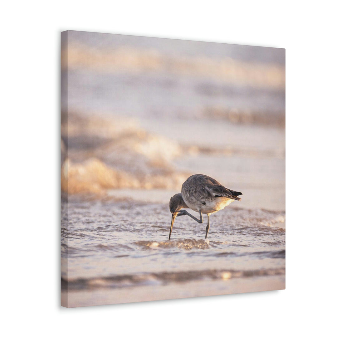 Willet Itch - Canvas