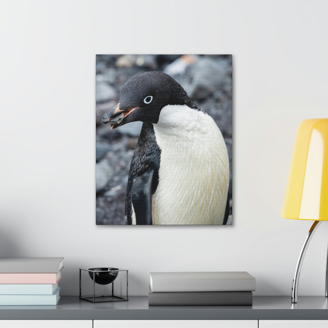 A Penguin's Pebble - Canvas