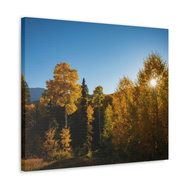 Sun Through the Aspens - Canvas