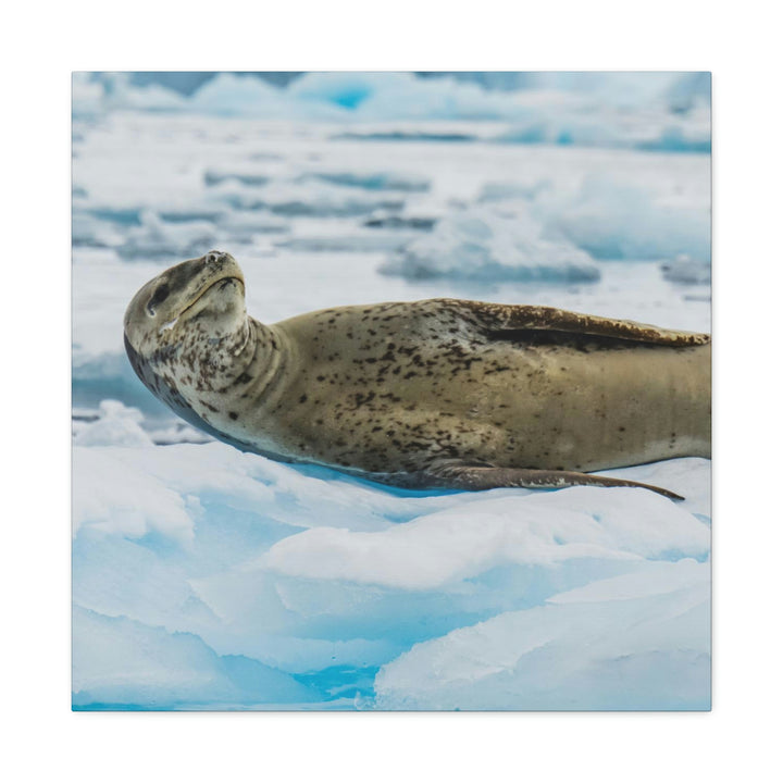 Leopard Seal Relaxing - Canvas