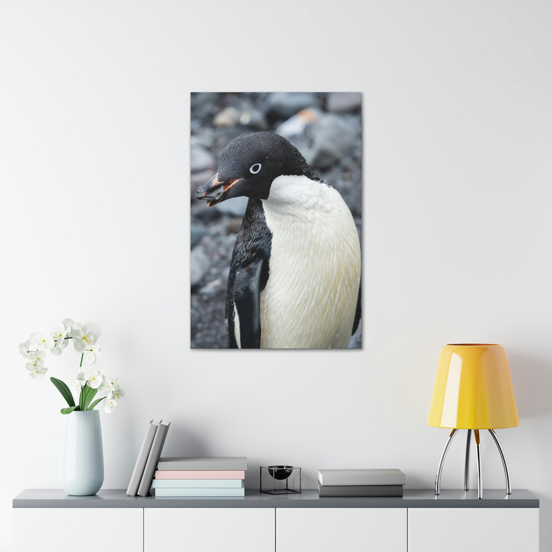 A Penguin's Pebble - Canvas