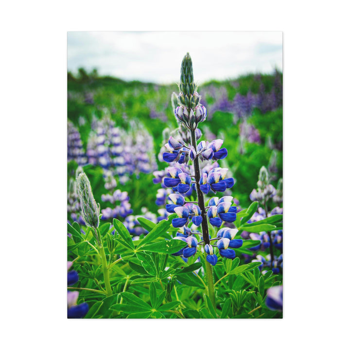 Glowing Lupin - Canvas