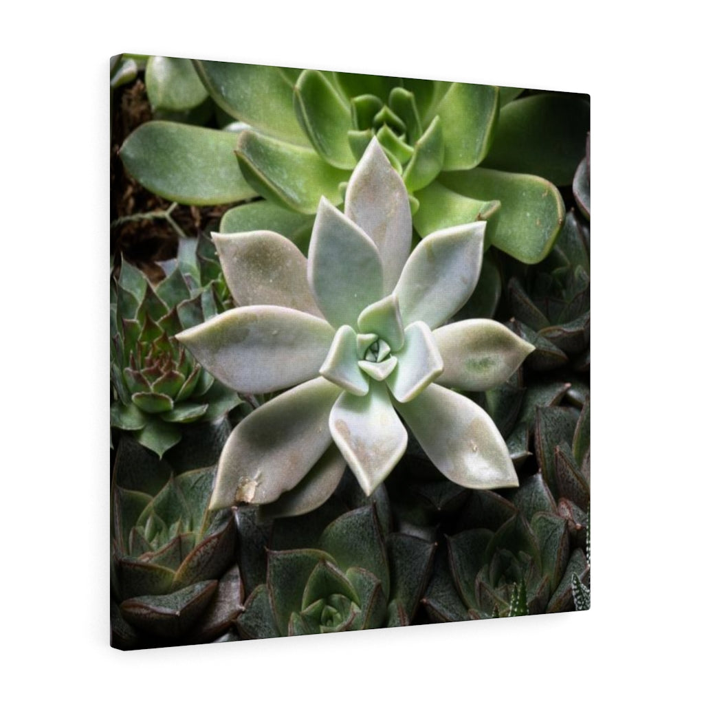 Succulent - Array - Canvas