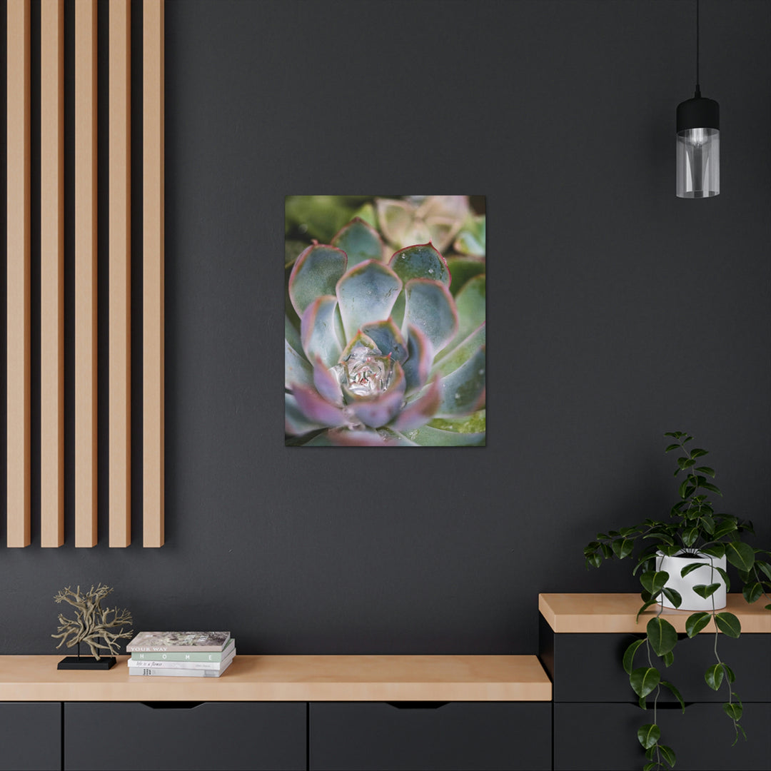 Stunning Succulent - Canvas