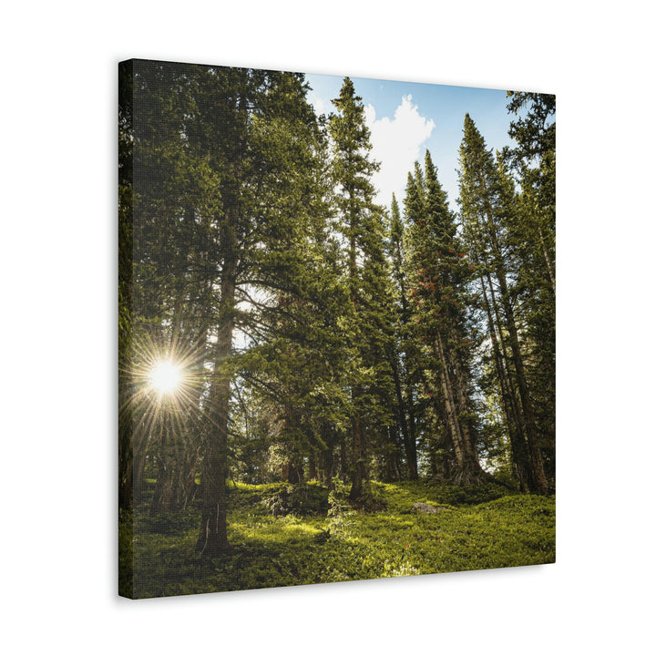 Forest Light - Canvas